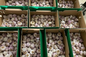 Global garlic region information brief [18/6/2024]